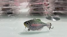 Rainbow Trout Chubby 6cm