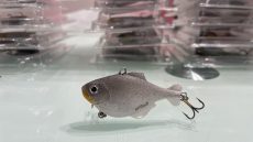 Whitefish Chubby 6cm