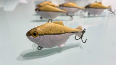 Black Nose Dace Chubby 6cm