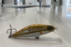 C4 - Black Nose Dace 7.8cm