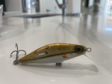 C4 - Black Nose Dace 7.8cm