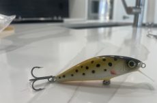 C4 - Brown Trout 7.8cm